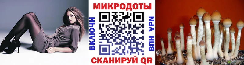 Галлюциногенные грибы Psilocybine cubensis  Стародуб 